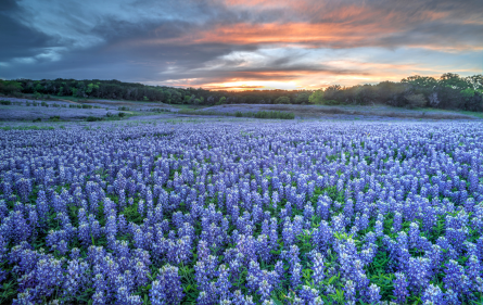 Texas Virtual Career Fair